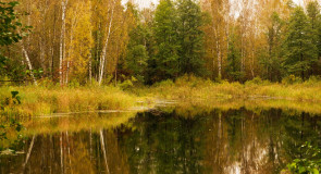 Осенний пейзаж на р. Суворощь, Гороховецкий р-н
