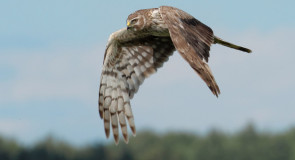 Представитель Красной книги Владимирской области полевой лунь