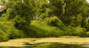 Пруд в с. Лыково, Юрьев-Польский р-н