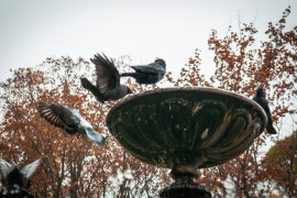 Владимирские голубе купаются в фонтане