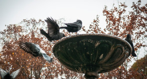 Владимирские голубе купаются в фонтане