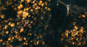 Разноцветная осень. Меленковский р-он