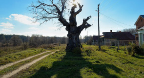 Толстенный Вяз в деревне Аннино Судогодского р-на