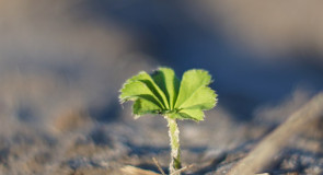 Флора Владимирской области