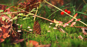 Царь-шишка в окружении своих верных слуг-грибов