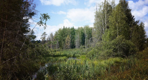 д. Елисейково, Петушинский р-н