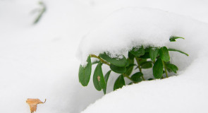 Брусничный куст под снежной шубкой