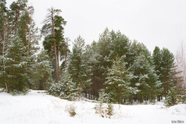 Зимний лес. Гусь-Хрустальный.
