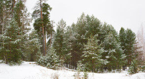 Зимний лес. Гусь-Хрустальный.