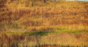 Первый ледок. На берегу Содышки (24 октября)