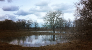 Пойма Клязьмы недалеко от озера Бедины, весна