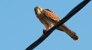 Пустельга, Красная книга Владимирской области