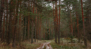 Клязьменско-Лухский заказник. Конец ноября