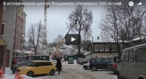 В историческом центре Владимира спиливают 150-летний вяз