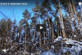 Зимний лес около Вязников