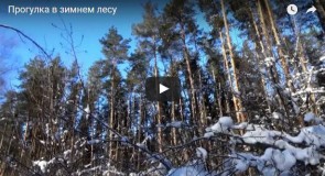 Зимний лес около Вязников