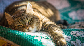 Кот — это мохнатый будильник