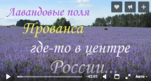 Лавандовые поля Прованса где-то в центре России… (Собинский район)