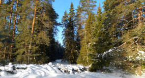 пос. Красный Богатырь, Судогодский р-н