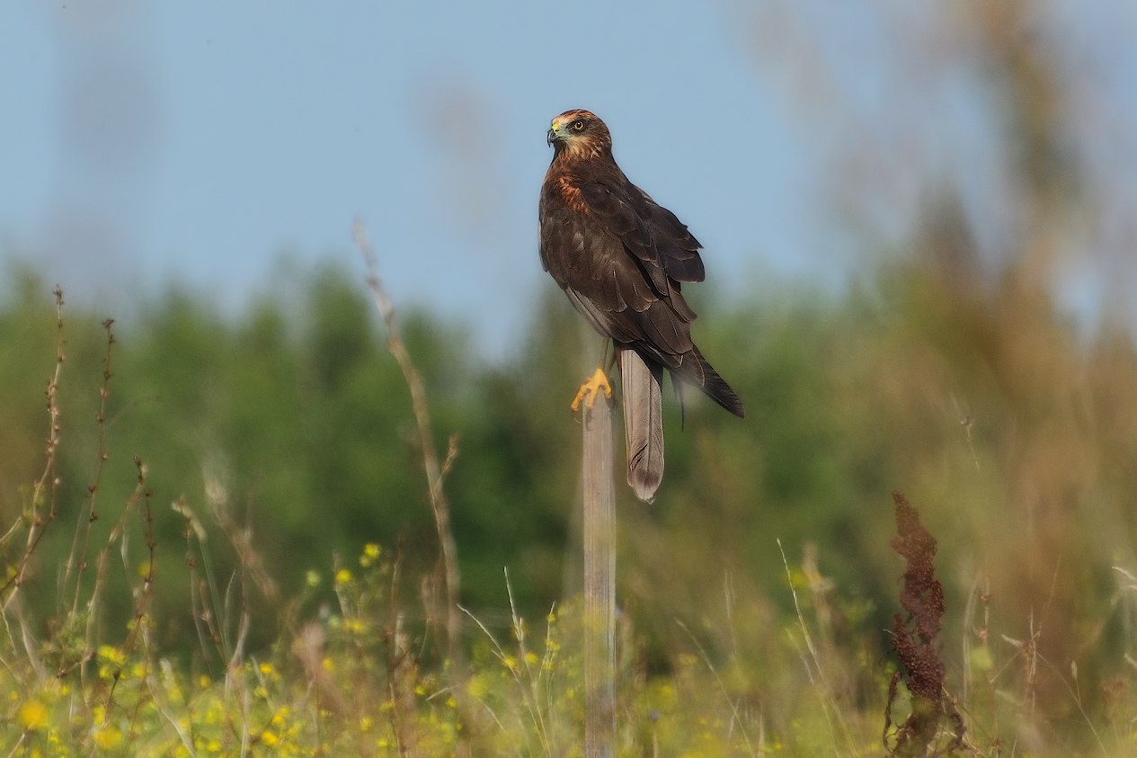 болотный лунь самка. болотный лунь. лунь болотный западный. камышовый лунь. болотный (камышовый) лунь.