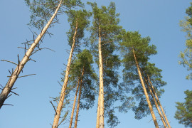 Александровский лес
