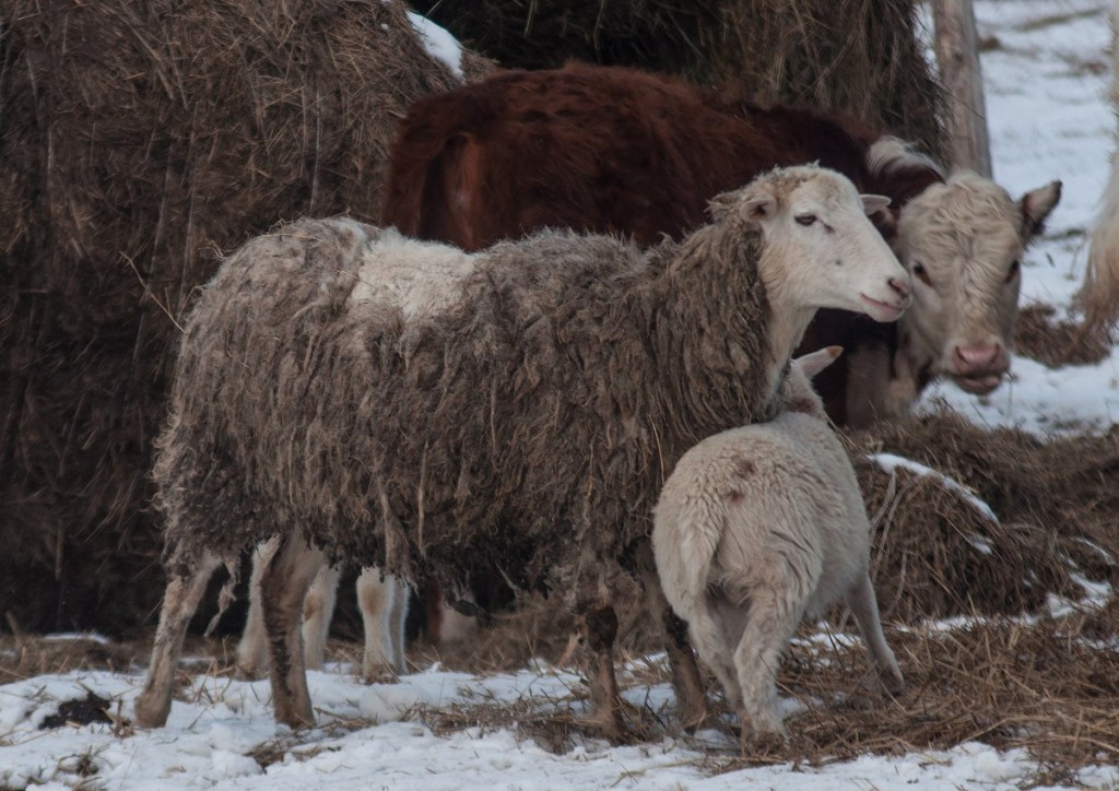 Коровы и овцы в деревне Домашнево, Петушинский район 05