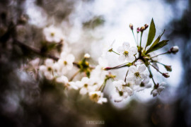 2017_05_15 Весенние владимирские цветы