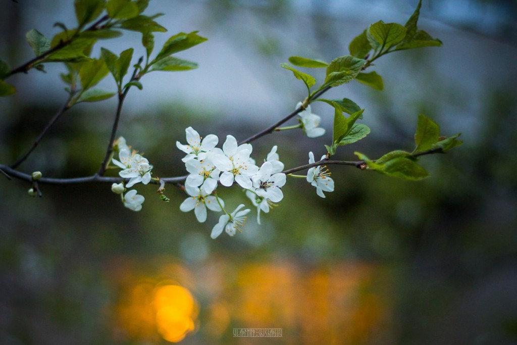 2017_05_15 Весенние владимирские цветы 03