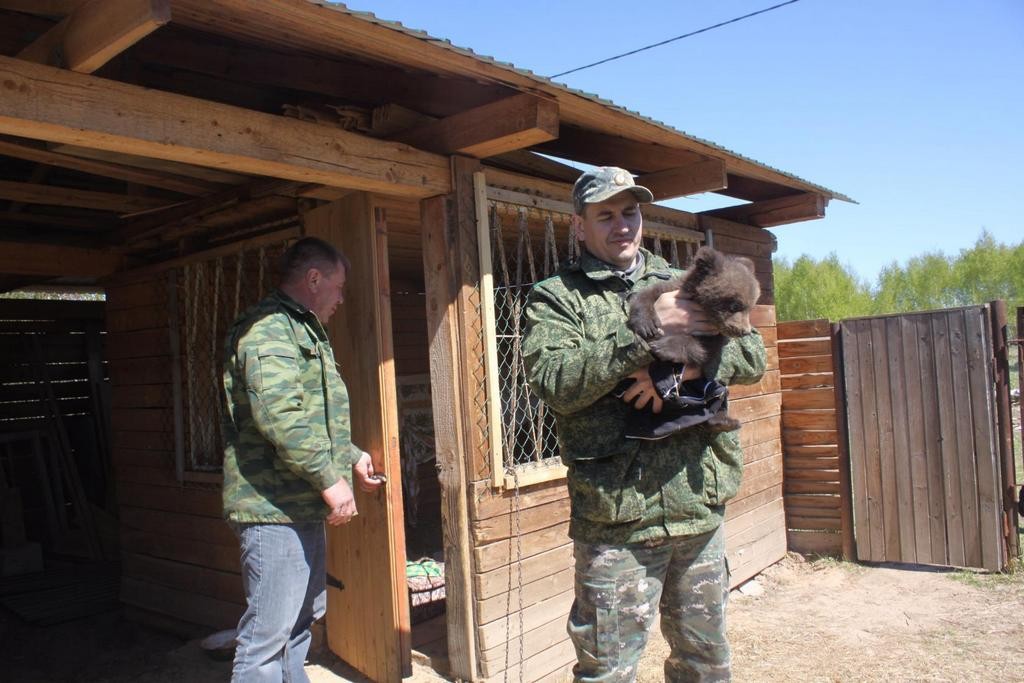 Бурый медвежонок из Нижегородской области обрёл новый дом в национальном парке «Мещёра» 02