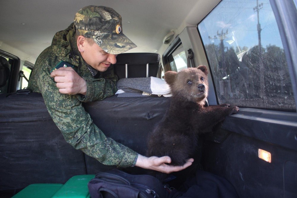 Бурый медвежонок из Нижегородской области обрёл новый дом в национальном парке «Мещёра» 03