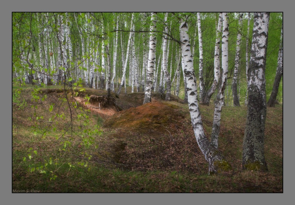 Весенний лес в Вязниковском районе