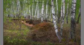 Весенний лес в Вязниковском районе