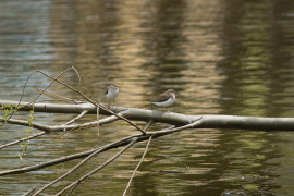 Небольшие кулики, предпочитающие обычно реки и речки, прилетели на Соловьиный пруд