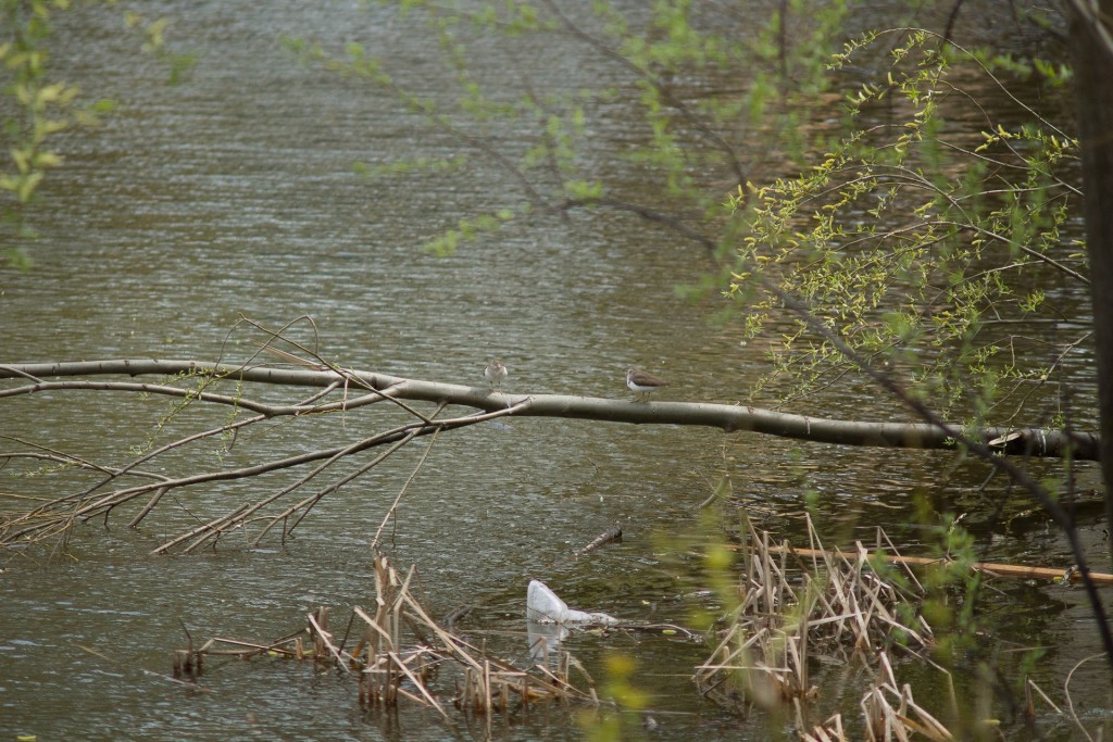 Небольшие кулики, предпочитающие обычно реки и речки, прилетели на Соловьиный пруд 02