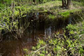 Слияние чёрных вод Шитки и красных вод безымянного ручья