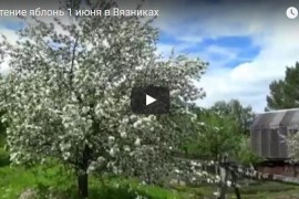Цветение яблони в Вязниках, 1 июня