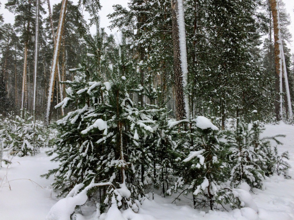 Красивый зимний лес в Гусь-Хрустальном 05