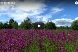 Летняя природа во Владимирском крае