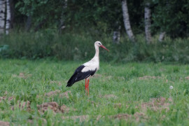 Некоторые виды птиц, занесенные в Красную книгу Владимирской области