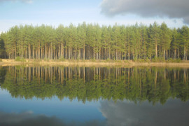 Отражение в озере. Судогодский район.
