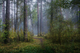 Осень в Серковских лесах