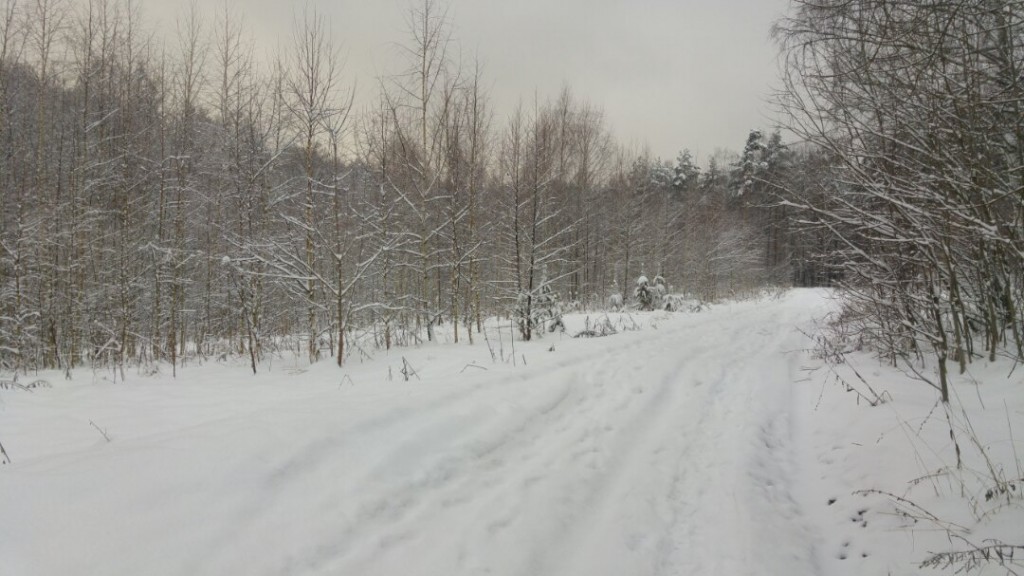 Муром снегом замело. Прогулка по снежному лесу на Вербовском. 06
