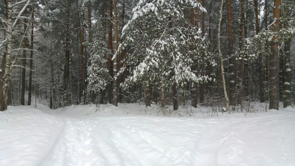 Муром снегом замело. Прогулка по снежному лесу на Вербовском. 08