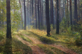 Осень в Вязниковском лесу