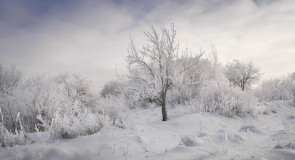 Замерзший сад. г.Вязники