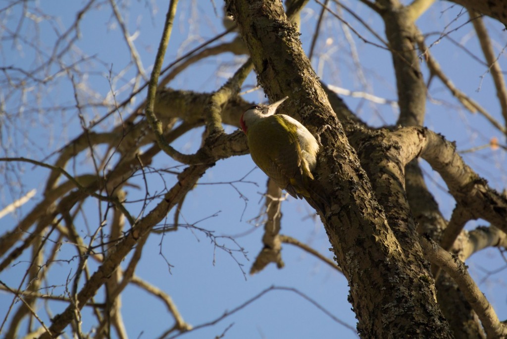 Зелёный дятел, довольно редкая птица, посетивший покровский лес (2015 г.) 02
