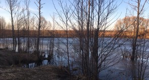 Судогодский район, Деревня Новая, ручей Ястреб