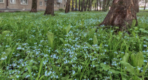 Утро в Александрове 22.05.2018