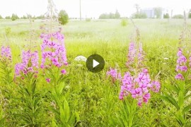 Иван-чай цветёт в полях под Владимиром