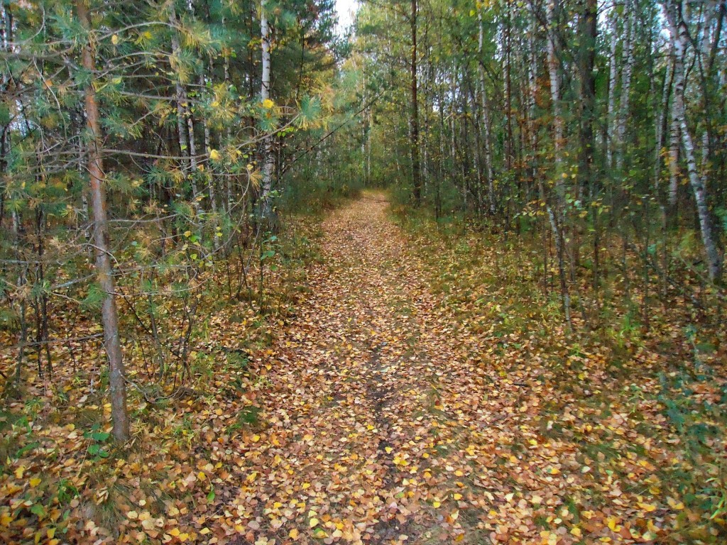 Осенний лес под Владимиром 02